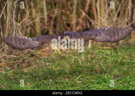 Faucon sparrow du nord (Accipiter nisus), femelle en bas vol au-dessus du sol, vue de face, Allemagne, Bavière, Niederbayern, Basse-Bavière Banque D'Images