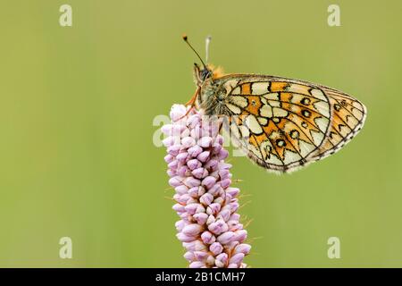 Bog fritillary (Boloria eunomia, Clossiana eunomia, Proclossiana eunomia), se trouve sur Bistorta officinalis, Allemagne, Rhénanie-du-Nord-Westphalie, Eifel Banque D'Images