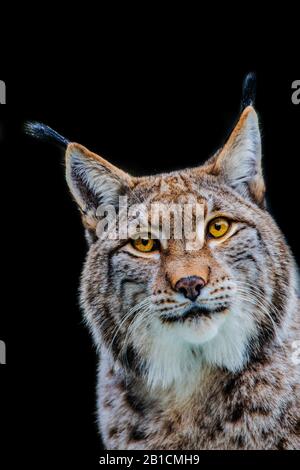 Lynx eurasien (Lynx lynx), portrait, fond noir, Allemagne Banque D'Images