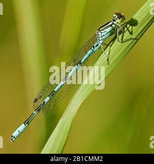 Northern damselfly, Northern blue damselfly, Spearhead Bluet (Coenagrion hastulatum), homme , Pays-Bas, Brabant-Septentrional Banque D'Images