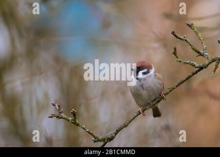 Sparrow d'arbre eurasien (Passer montanus), perché sur une branche, vue de face, Allemagne, Bavière, Niederbayern, Basse-Bavière Banque D'Images