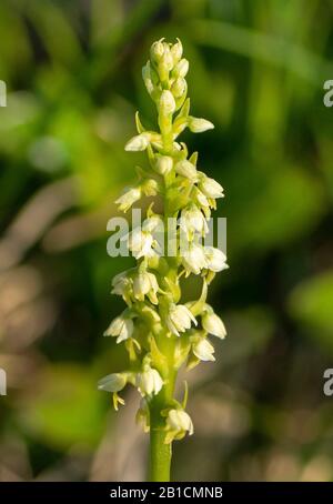 Orchidée petite-blanche (Pseudorchis albida, Leucorchis albida), inflorescence, Autriche, Tyrol, Lechtaler Alpen Banque D'Images