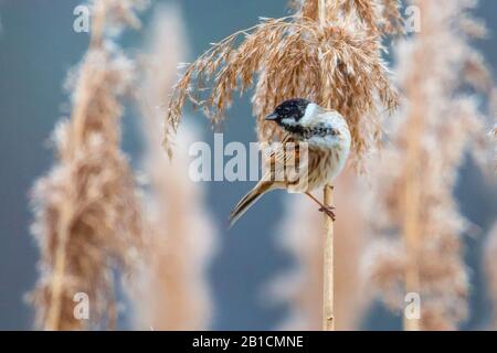 Roseau (Emberiza schoeniclus), homme assis à Reed, Allemagne, Bavière, Oberbayern, Haute-Bavière Banque D'Images