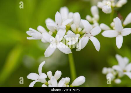 Woodruff doux (Galium odoratum), fleurs, Pays-Bas, frison Banque D'Images