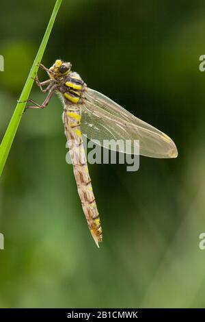 Libellules à anneaux dorés (Cordulegaster boltoni, Cordulegaster boltonii, Cordulegaster annulatus), femelle immature assise une lame d'herbe, vue latérale, Allemagne Banque D'Images