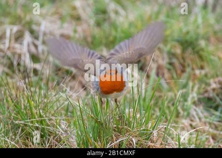 Vols européens (Erithacus rubecula), rousing Insekts de l'herbe, Allemagne, Bavière, Niederbayern, Basse-Bavière Banque D'Images