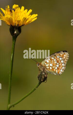 Le frégimaire Niobe (Argynnis niobe, Fabriciana niobe) est situé sur un composite, Suisse, Valais Banque D'Images