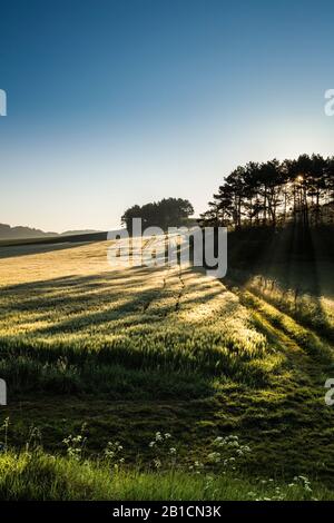 Paysage de terrain en morninglight, Allemagne, Rhénanie-du-Nord-Westphalie, Eifel Banque D'Images