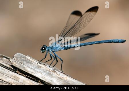 Orientjuffer, Odalisque, Epallage fatime (Epallage fatime), homme, Turquie, Mugla Banque D'Images