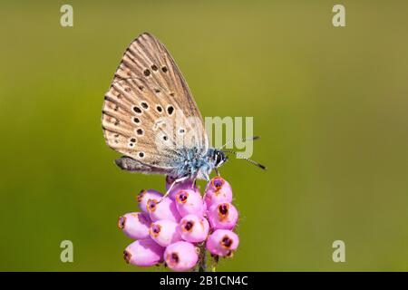 Alcon blue, Alcon large blue (Phengaris alcon, Maculinea alcon, Glaucopsyche alcon), assis sur une héath à feuilles croisées, Pays-Bas, Gueldre Banque D'Images