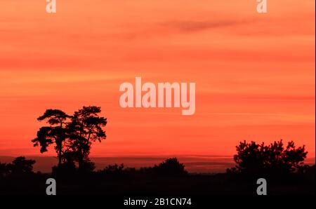 Coucher Du Soleil Sur Le Parc National Hoge Veluwe, Pays-Bas, Gueldre, Parc National Hoge Veluwe Banque D'Images