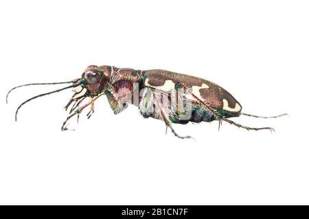 Dune tigre coléoptère (Cicindela hybrida), coupure, Pays-Bas Banque D'Images