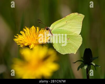 Brimstone (Gonepteryx rhamni), sur dandelion, Pays-Bas, Flevoland Banque D'Images