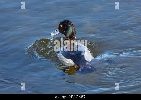 Canard touffé (Aythya fuligula), émergeant hors de l'eau, vue arrière, Allemagne, Bavière, Niederbayern, Basse-Bavière Banque D'Images