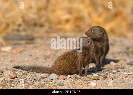 Oie naine (Helogale parvula), deux mongooses naines assises ensemble sur le terrain, Afrique du Sud, Lowveld, Parc national Krueger Banque D'Images