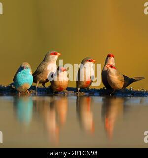 Waxbill commun (Estrilda astrild), la troupe perçant avec un waxbill bleu au bord de l'eau, Afrique du Sud, KwaZulu-Natal, Zimanga Game Reserve Banque D'Images