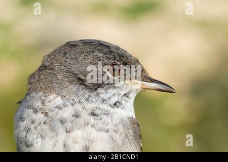 Paruline de Chypre (Sylvia melanothorax), portrait, Israël Banque D'Images