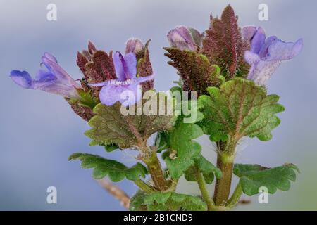 Gill-over-the-ground, ivy terrestre (Glechoma hederacea), feuilles et fleurs, Allemagne, Bavière Banque D'Images