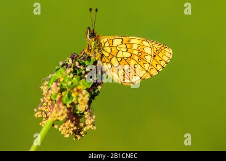 Fritillaire de tourbière (Boloria eunomia, Clossiana eunomia, Proclossiana eunomia), assis à burnet, Allemagne, Rhénanie-du-Nord-Westphalie Banque D'Images