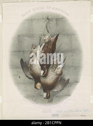 Gibier d'Amérique. Quail (Ortyx Virginiana) - H.m. Clay 1861. Banque D'Images