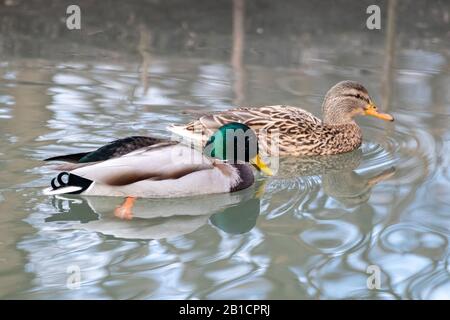 Magnifique mâle de drake vert émeraude malard et femelle brun aux allumettes oiseau de canard nageant l'eau de lac éblouissement au printemps. Animaux sauvages paisibles W Banque D'Images