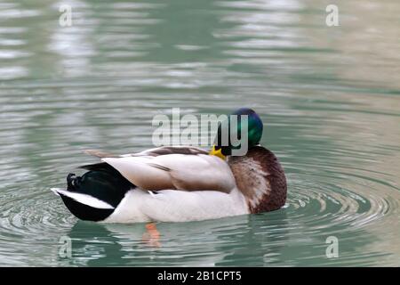 Magnifique oiseau de canard de drake mâle à tête émeraude avec plumes de nettoyage de gros-plan en bec jaune sur l'eau de lac éblouissante. Observation de la faune et de la flore paisibles Banque D'Images