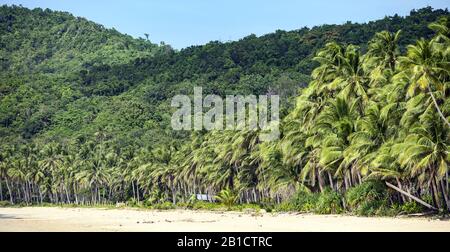 Vue imprenable sur une plage de sable blanc flanquée de collines verdoyantes et de magnifiques palmiers à noix de coco. Plage De Nacpan, El Nido, Palawan, Philippines. Banque D'Images