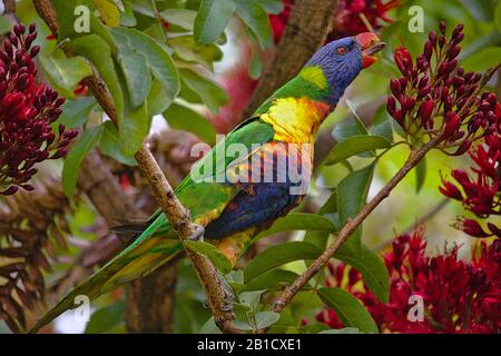 Rainbow Lorikeet debout sur la branche, atteignant pour la nourriture Banque D'Images