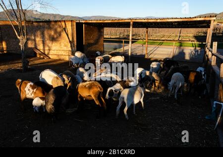 Groupe de moutons sur la ferme dans la vallée de Guadalupe Banque D'Images