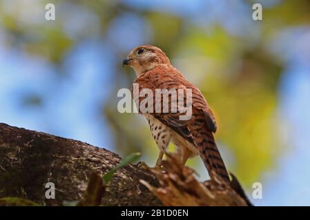 Maurice Kestrel (Falco punctatus) adulte perché sur branche, espèce en voie de disparition Maurice Novembre Banque D'Images