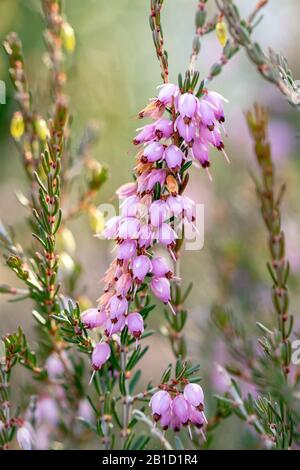 Mediterranean Pink Heath (Erica X Darleyensis) Mediterranean Pink - North Carolina Arboretum, Asheville, Caroline Du Nord, États-Unis Banque D'Images