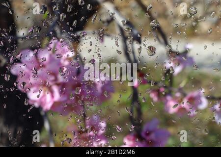 fleurs d'amande dans la nature avec un verre humide Banque D'Images
