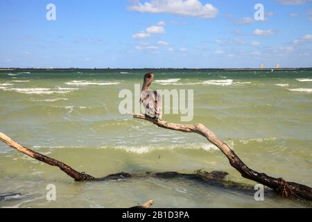 Perché sur du bois dérivant au-dessus de l'océan, un oiseau de sauvagine pélican Pelecanus occidentalis brun repose au Lighthouse Beach Park à Sanibel, en Floride Banque D'Images