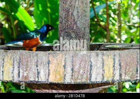 Le parc ornithologique de Lamprotornis regius Jurong de Singapour est une étoile de marque Banque D'Images