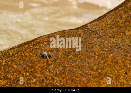 Un animal de compagnie s'accroche à un grand bloc au bord de Nudey Beach, sur l'île Fitzroy, au large de la côte du Queensland, en Australie, près de Cairns. Banque D'Images