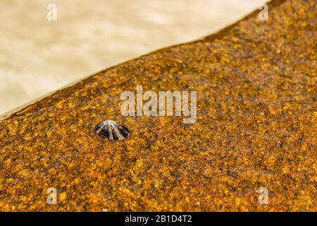 Un animal de compagnie s'accroche à un grand bloc au bord de Nudey Beach, sur l'île Fitzroy, au large de la côte du Queensland, en Australie, près de Cairns. Banque D'Images