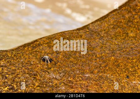 Un animal de compagnie s'accroche à un grand bloc au bord de Nudey Beach, sur l'île Fitzroy, au large de la côte du Queensland, en Australie, près de Cairns. Banque D'Images