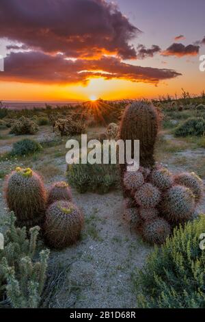 Lever Du Soleil, Barrel Cactus, Anza-Borrego Desert State Park, Californie Banque D'Images