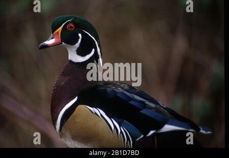 Canard branchu, George C Reifel Migratory Bird Sanctuary, British Columbia, Canada Banque D'Images