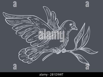 Dove ou pigeon avec branche d'olive esquisse isolée ou dessin de craie Illustration de Vecteur