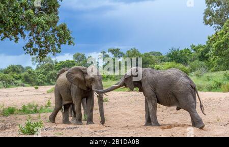 Interaction entre deux éléphants africains se confrontant l'un à l'autre dans une image de lit de rivière sèche en format horizontal Banque D'Images
