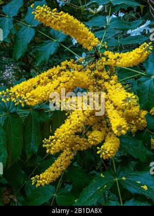 Oregon Grape, Mahonia Aquifolium, Berberidaceae, Cypress Garden, Mill Valley, Californie Banque D'Images