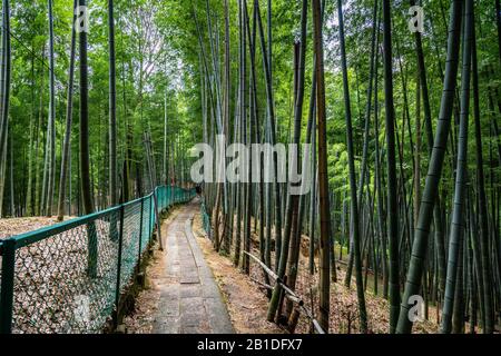 Chemin à travers la forêt de bambou au sanctuaire de Fushimi Inari, Japon, Kyoto Banque D'Images