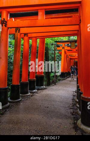 Vue sur Senbon Torii, une voie panoramique dans la forêt couverte par des milliers de portes torii au sanctuaire Inari de Fushimi, Kyoto, Japon Banque D'Images