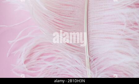 Plume d'autruche légère et délicate. Plume blanche sur fond rose. Banque D'Images