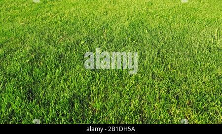 herbe verte Banque D'Images