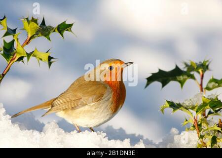 Robin Erithacus rubecula, sous le houx du bush dans la neige, Aberdeenshire, Écosse Banque D'Images