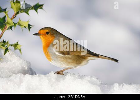 Robin Erithacus rubecula, sous le houx du bush dans la neige, Aberdeenshire, Écosse Banque D'Images