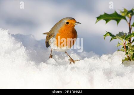 Robin Erithacus rubecula, sous le houx du bush dans la neige, Aberdeenshire, Écosse Banque D'Images