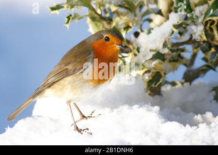 Robin Erithacus rubecula, sous le houx du bush dans la neige, Aberdeenshire, Écosse Banque D'Images